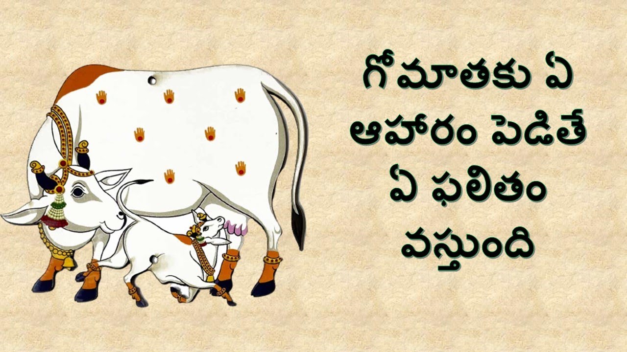 గోమాతకు ఏ ఆహారం పెడితే ఏ ఫలితం వస్తుంది?