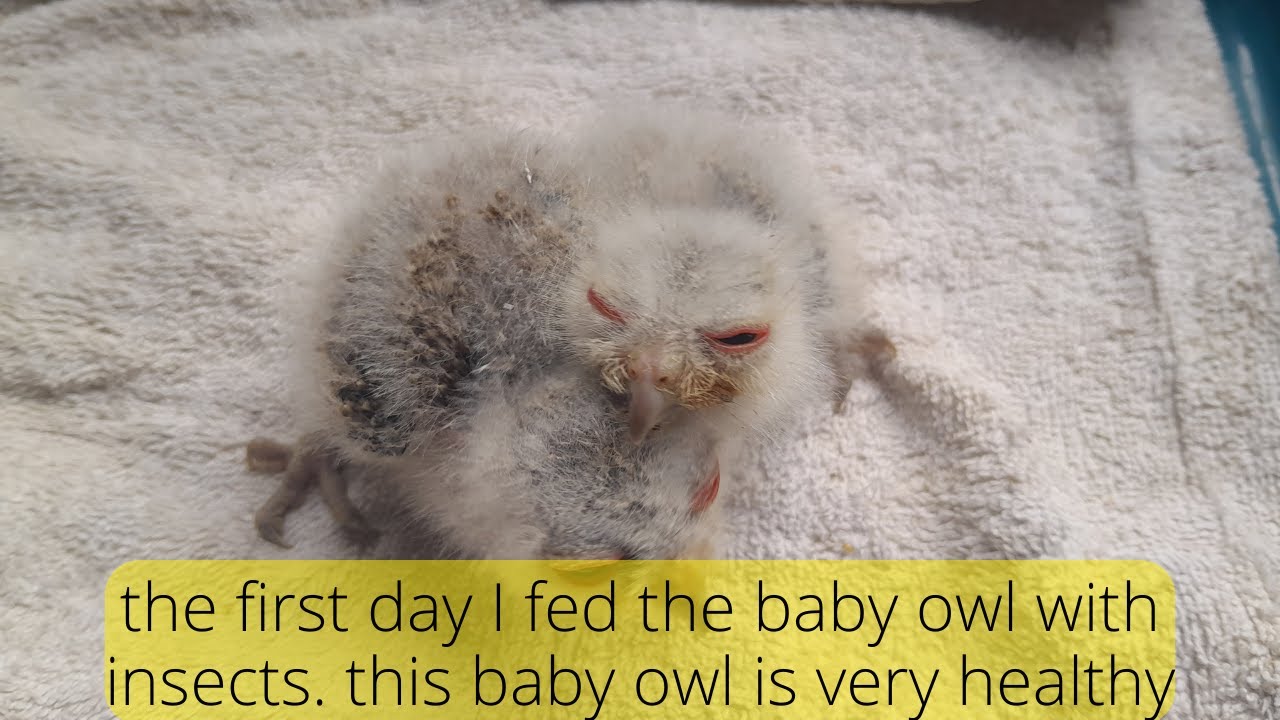 Hand Feeding Baby Owl With Insects