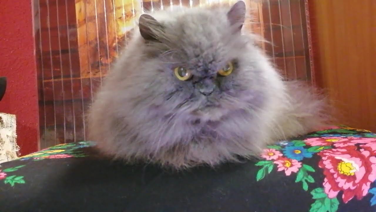 Persian calm.