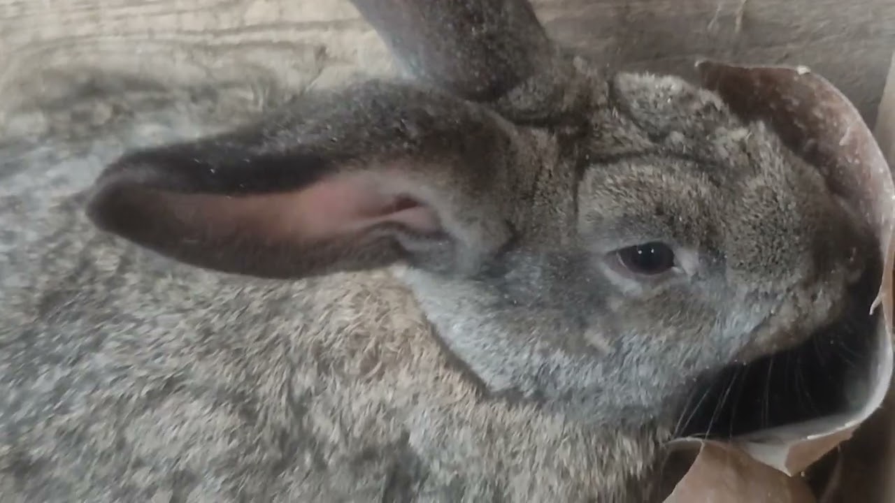 Дорогі підписники! Відео звіт (частковий), скористалися і допомогою і порадою