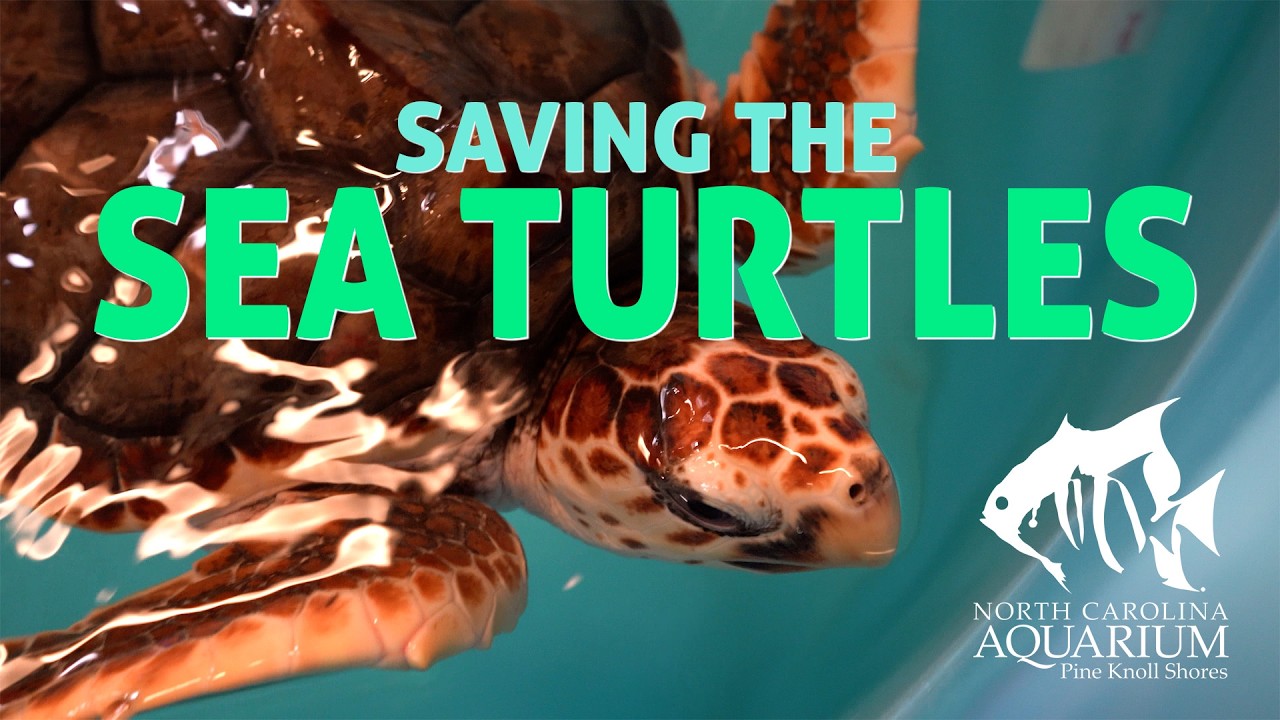 Meet the Sea Turtles Getting a Second Chance in NC
