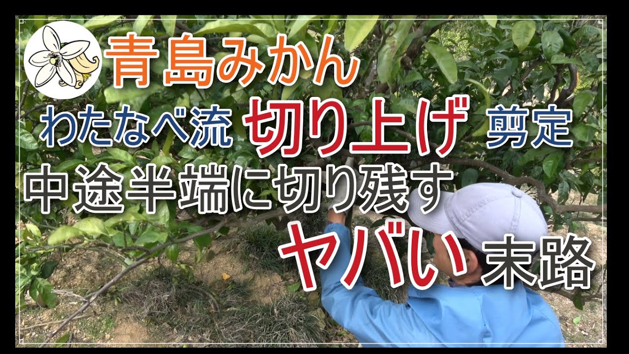 【実験込】わたなべ流の切り上げ剪定を青島温州で実践【骨格作り】