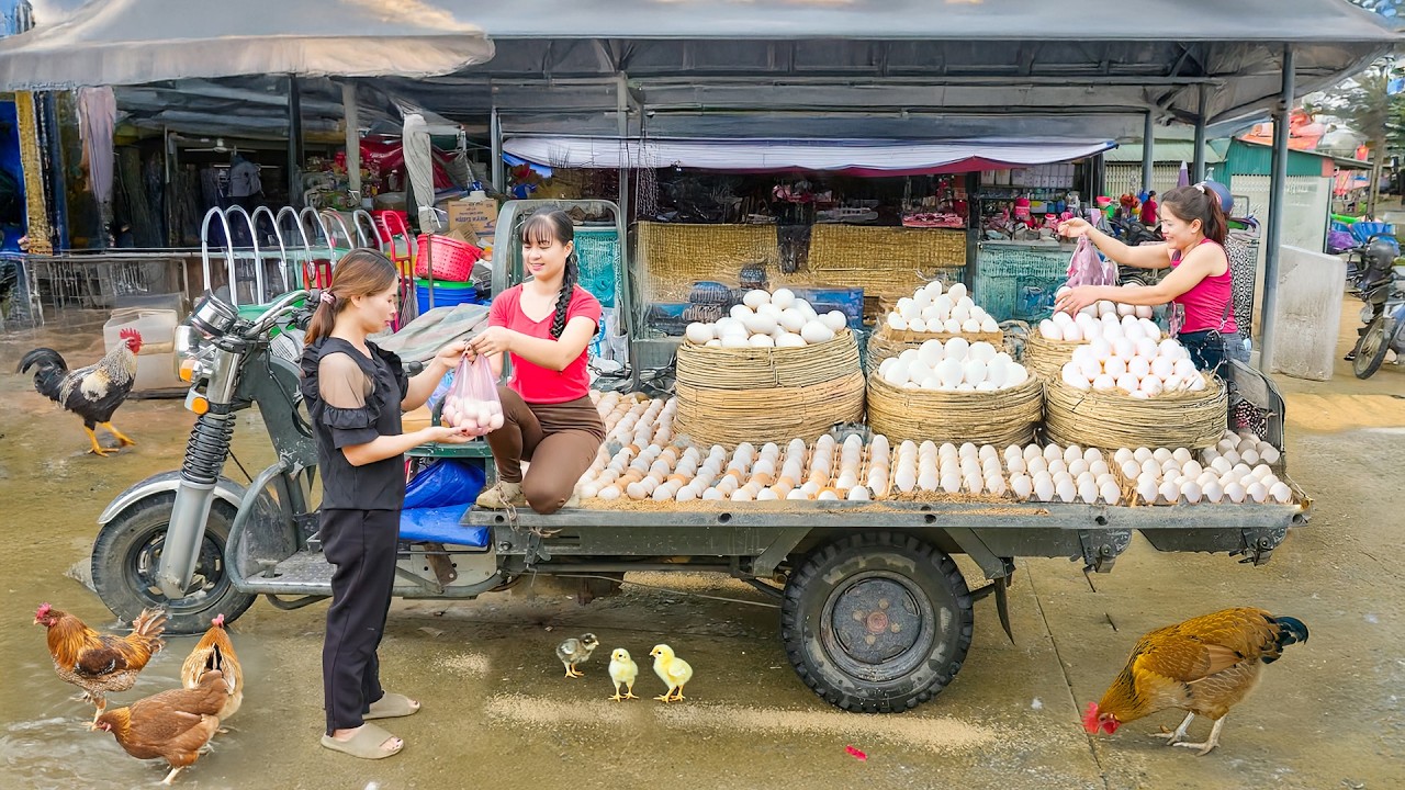 TIMELAPSE -- Use Truck Harvest Many Giant Eggs Chicken from Villagers Goes to Market Sell