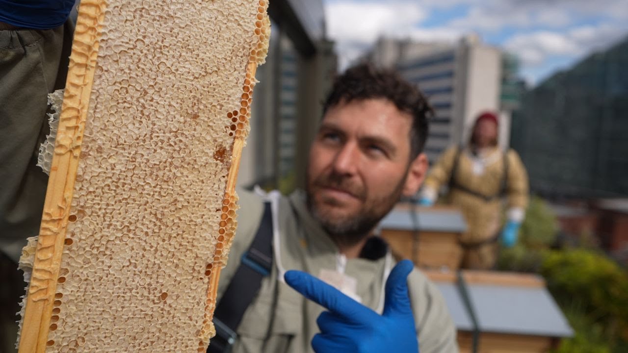 How Underbrooding In Spring - Boost Your Honey Harvest And Stop Swarming