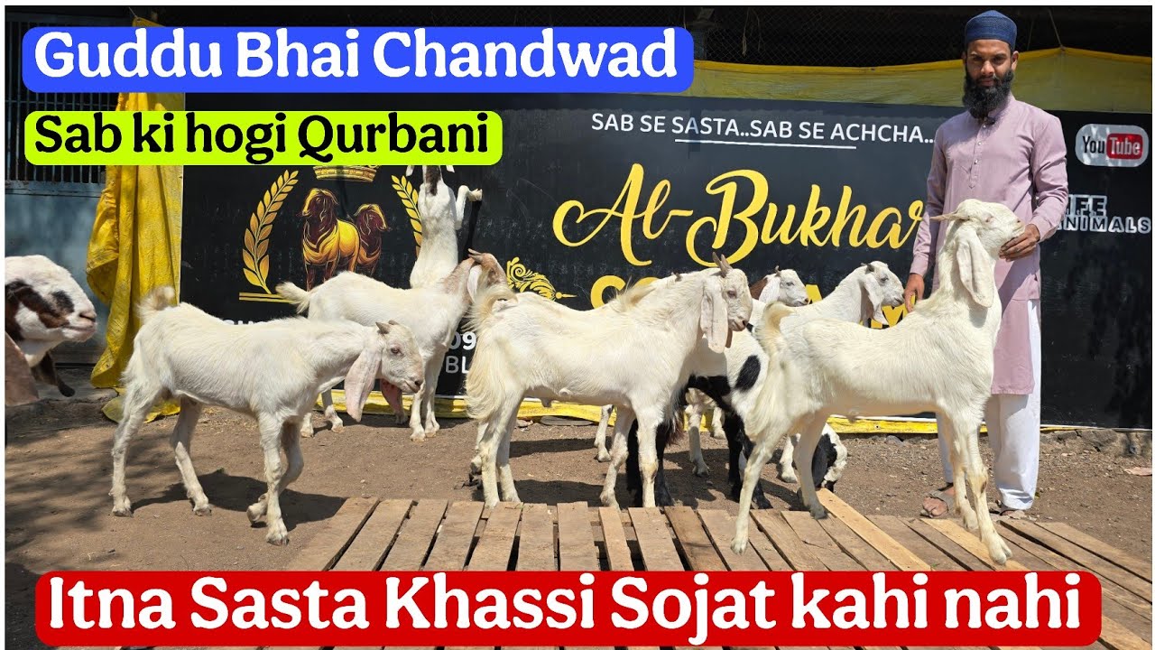 Itna Sasta Khassi sojat pure market me nahi Guddu Bhai Al-Bukhari Goat farm Chandwad