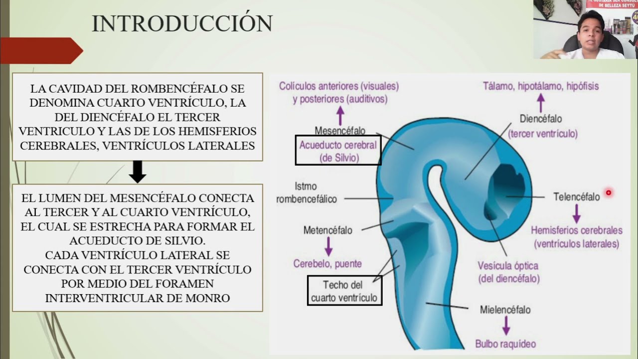 EMBRIOLOGÍA: SISTEMA NERVIOSO CENTRAL
