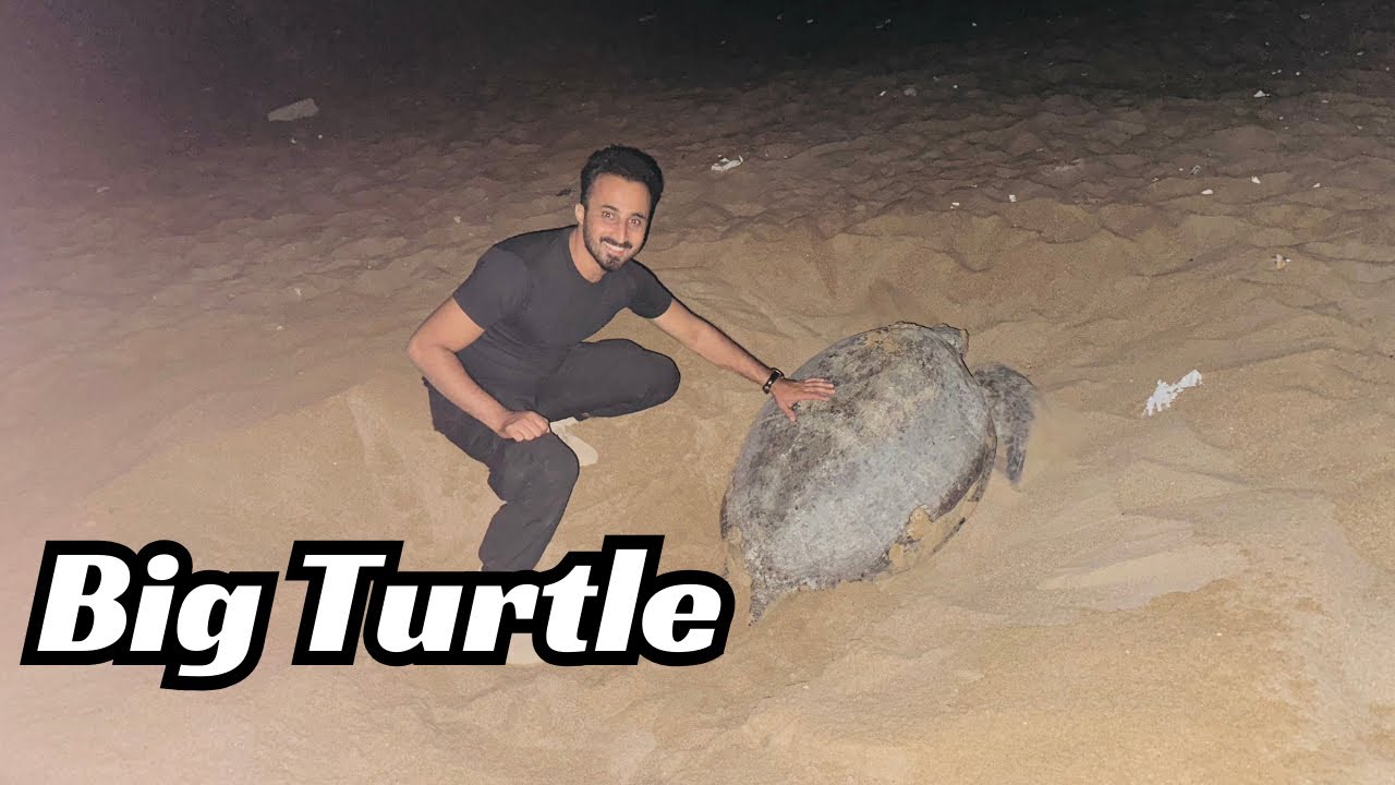 Itna bara turtle  Mila hain ham logon ko | turtle beach Karachi | turtle beach | old tortoise