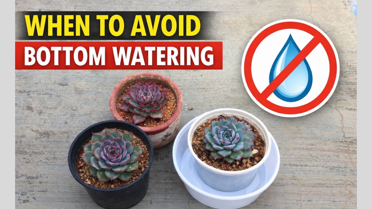 WHEN TO AVOID BOTTOM WATERING FOR SUCCULENTS (OUTDOOR)