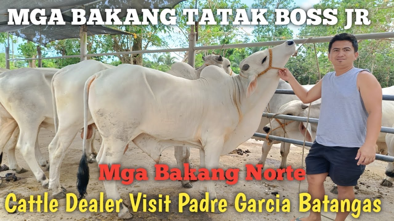 Cattle Dealer Visit Boss JR Comia (Mga Bakang Norte )