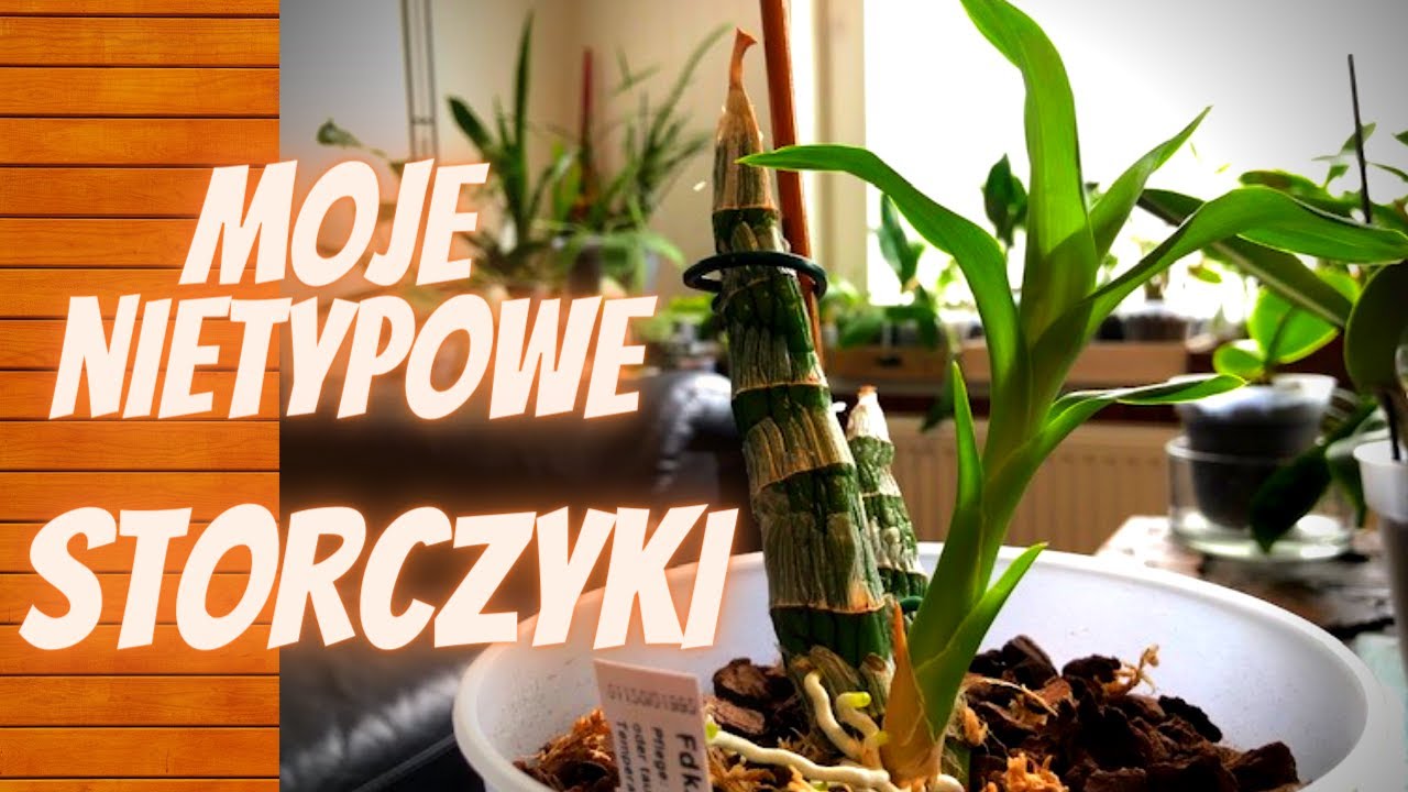 Catasetum, Phragmipedium, Bulbophyllum - nietypowe storczyki w mojej kolekcji,