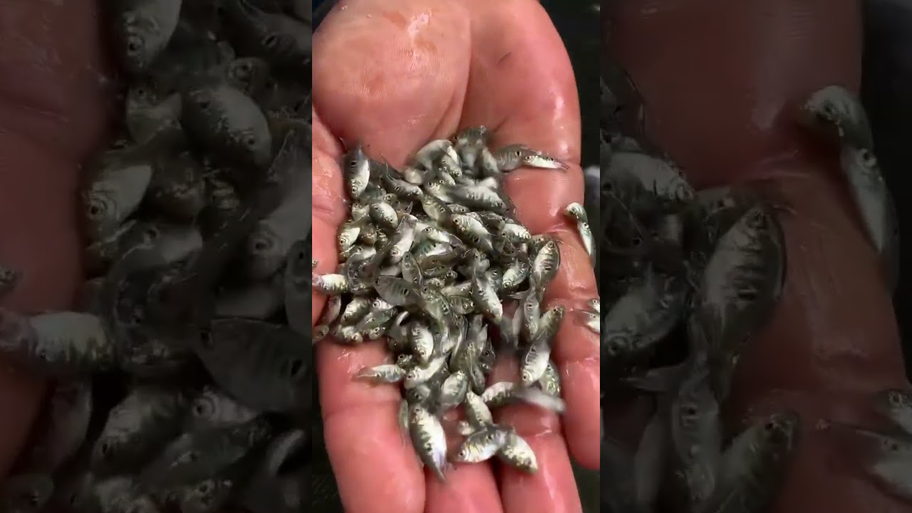 ALEVINOS DE TAMBAQUI COM 2.0 A 2.5 CM 🐟🧬 QUALIDADE ALIADA AO DESENVOLVIMENTO 🧬