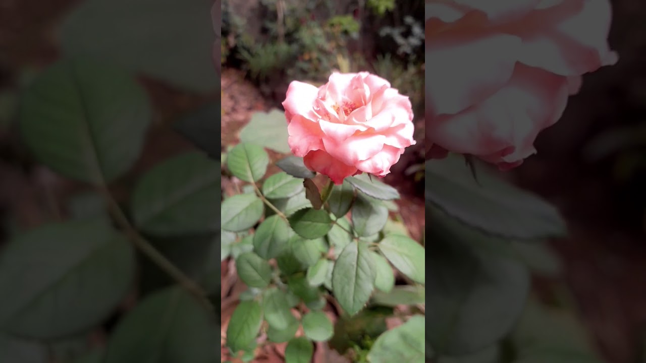 தத்துவம்204 