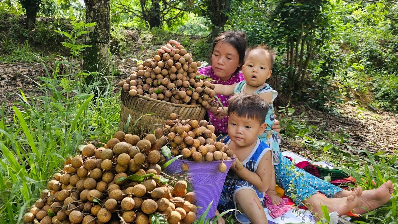 The single mother took her two small children to pick longans to sell at the market  - lý thi My