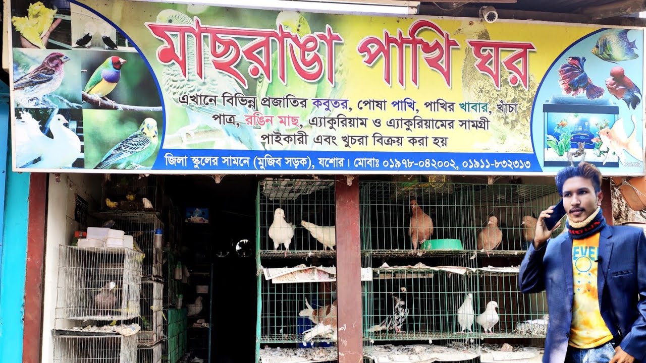 যশোর মাছরাঙা পাখি ঘর/এখানে সব ধরনের পাখি ও কবুতর কিনতে পাওয়া যাই/বিদেশি পাখি ও কবুতর আছে bird likes