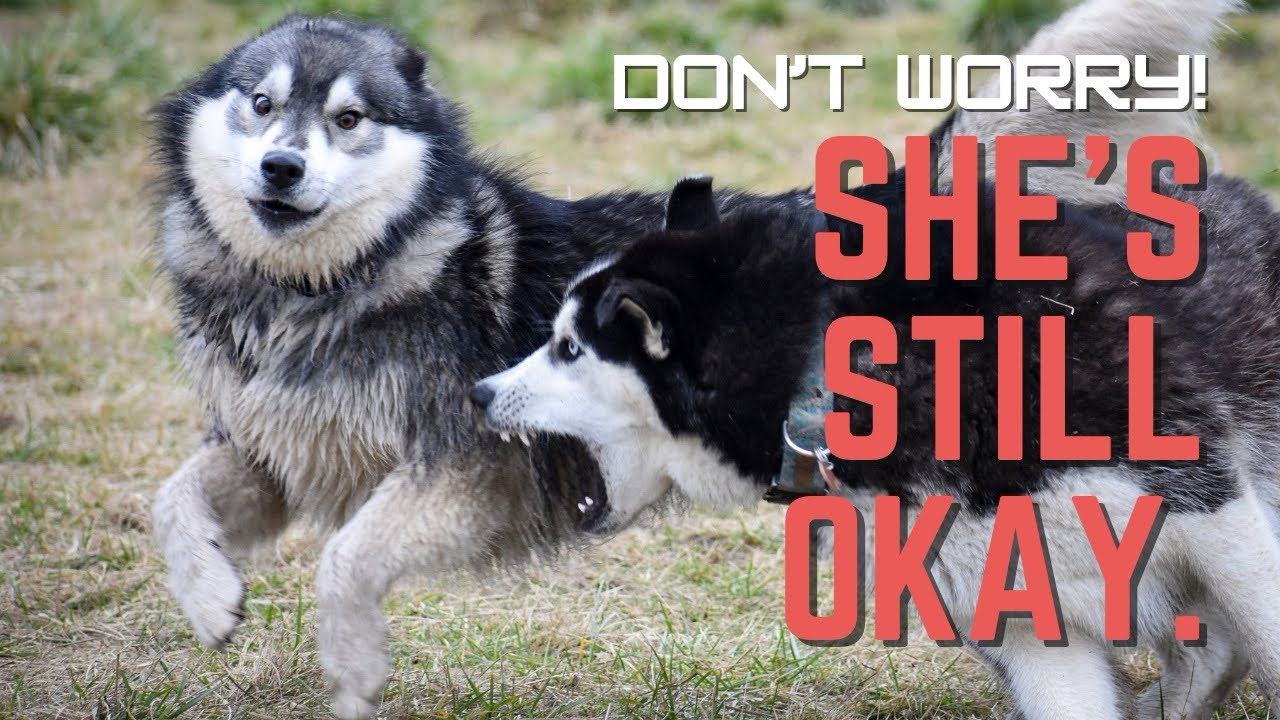 Another Leia the Husky Health Update