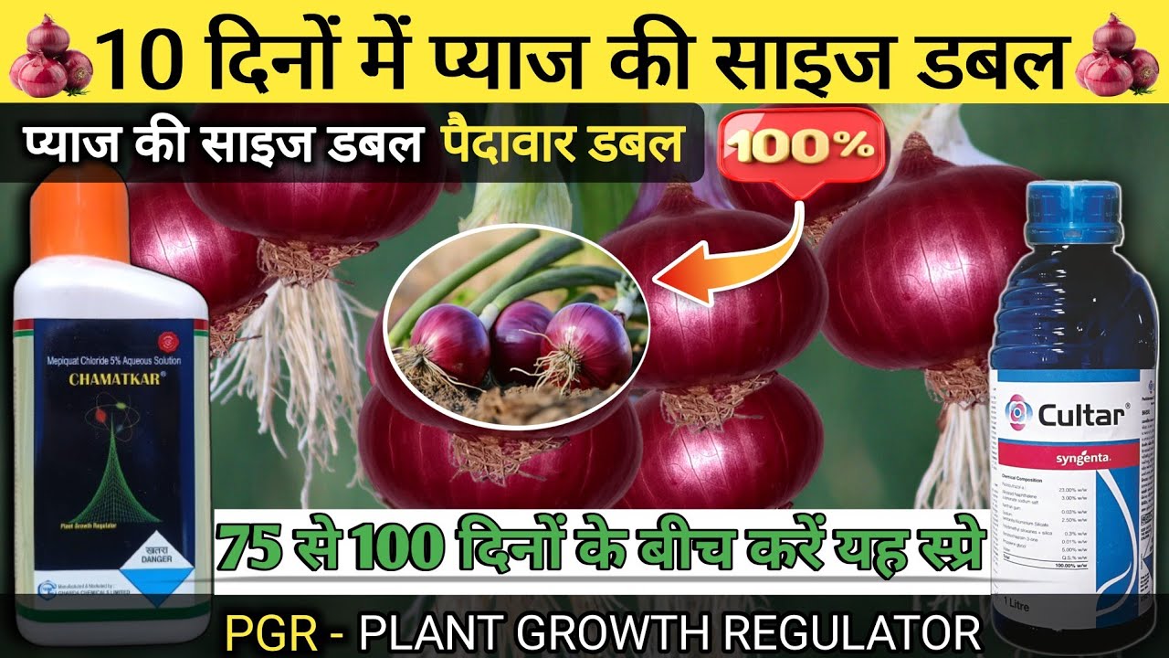 PGR /प्याज की साइज कैसे बढ़ाएं /pyaj ki size kaise badhaen | Syngenta Cultar | pyaj ki kheti