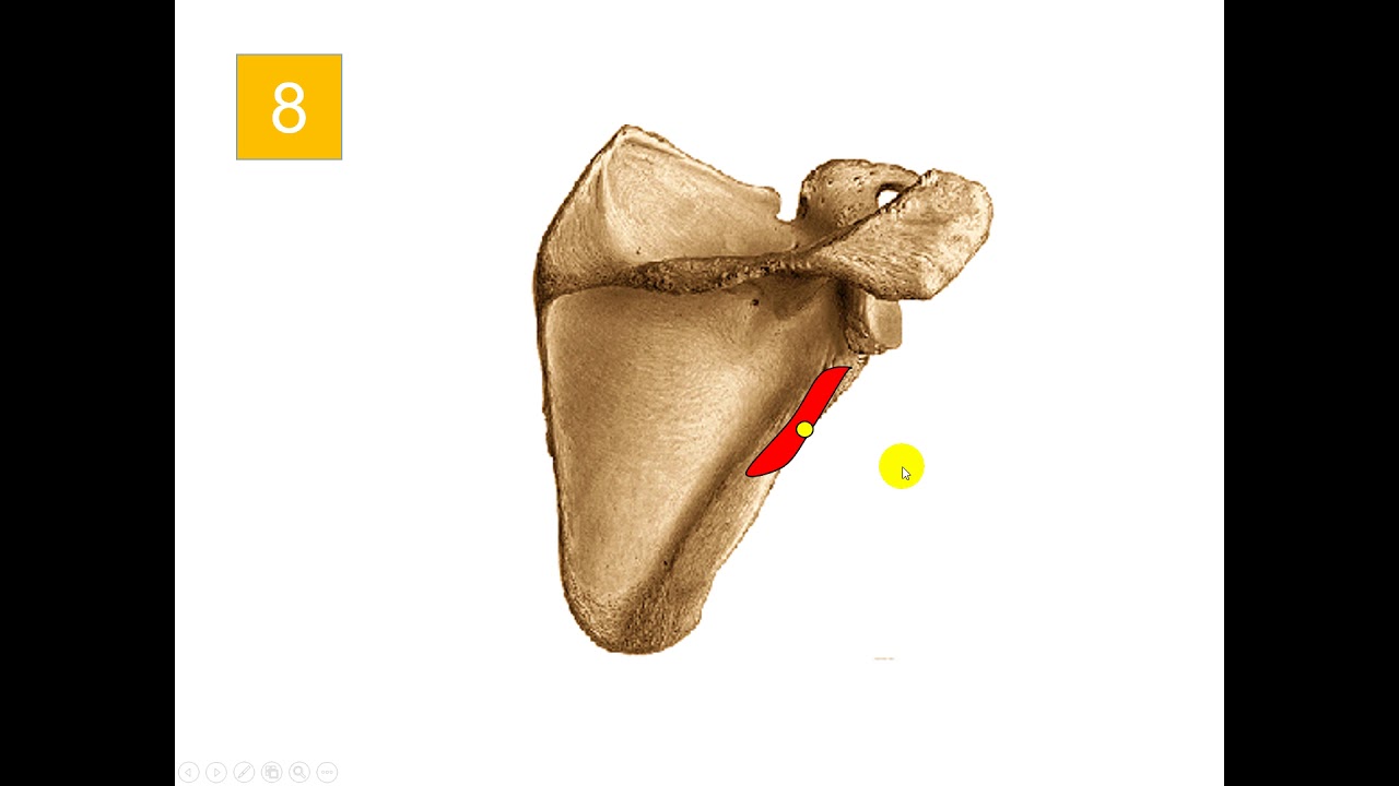 Test 2  de osteología del miembro superior