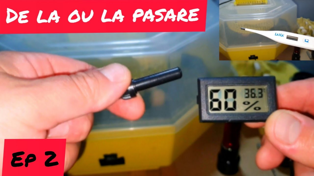 Preparing the incubator, checking the temperature...Ep 2