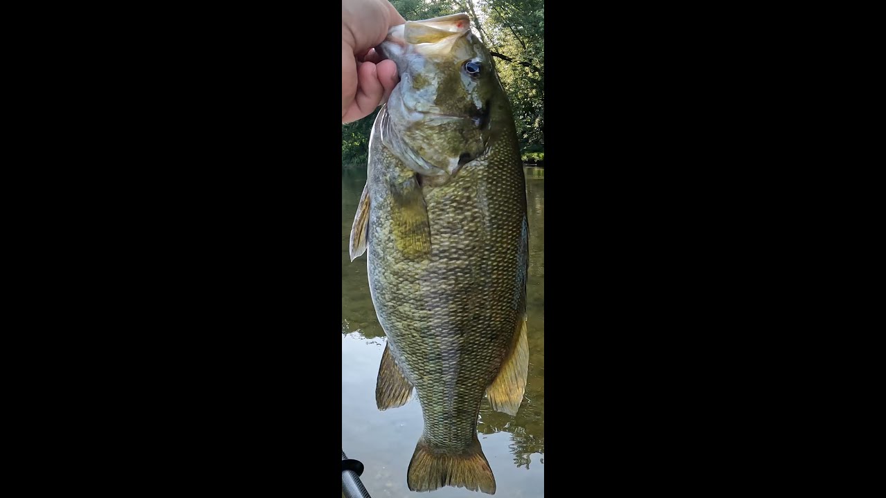 Caught a total of 14 this evening including an 18