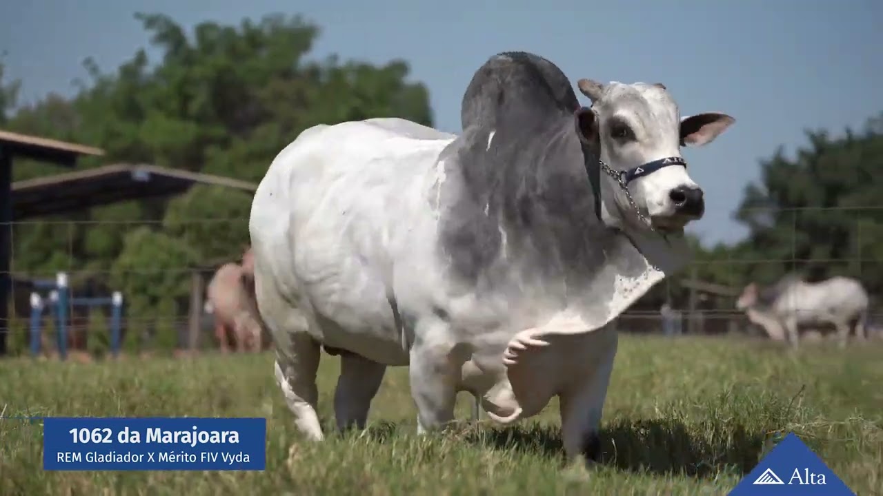 Touro 1062 da Marajoara - Alta Genetics | Berrante Genética