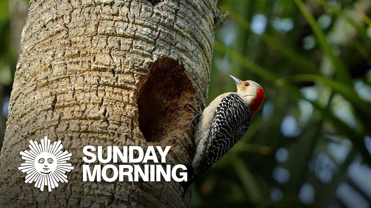 Nature: Woodpeckers in Florida