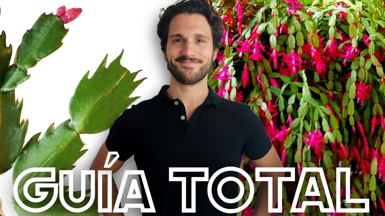 "Ojalá Saber Esto Antes " Cactus de Navidad Sano y con Flores Así 😃