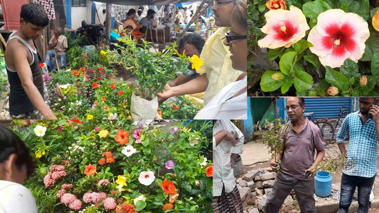 সকাল সকাল হালকা ঠান্ডায় তাজা তাজা ভালো ভালো গাছ  দেখুন Galiff Street Plant Market Kolkata #kolkata