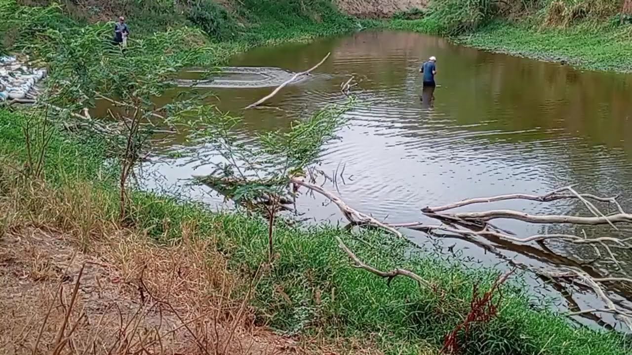 Pescaria de tarrafa no rio
