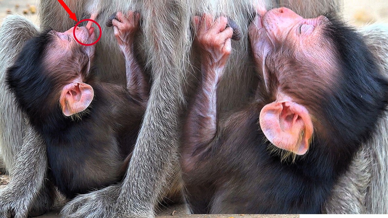 A newborn baby monkey is drinking milk eagerly. The mother monkey patiently takes care of the baby.