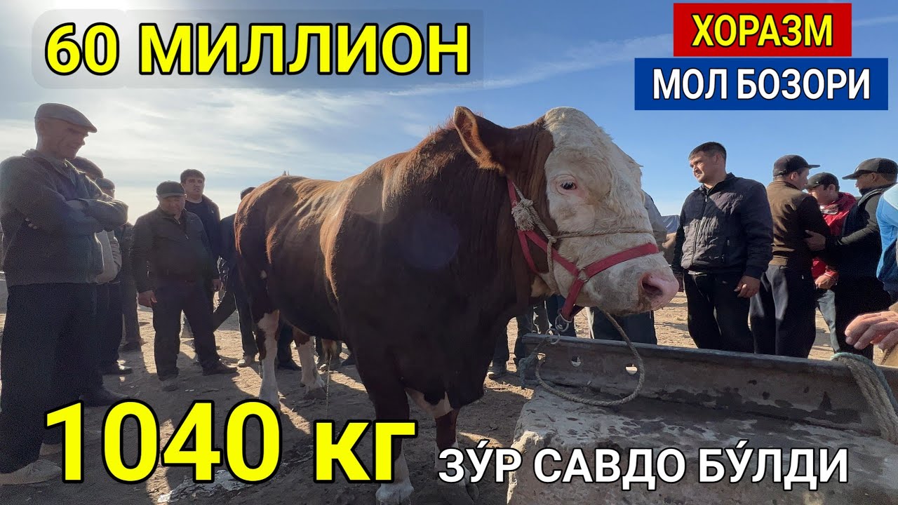 ХОРАЗМ УРГАНЧ МОЛ БОЗОРИ 60 МИЛИОН ГИГАНТ БУКА 1040кг КЕЛДИ ЗУ́Р САВДО БУ́ЛДИ ХОРАЗМ БОЗОР