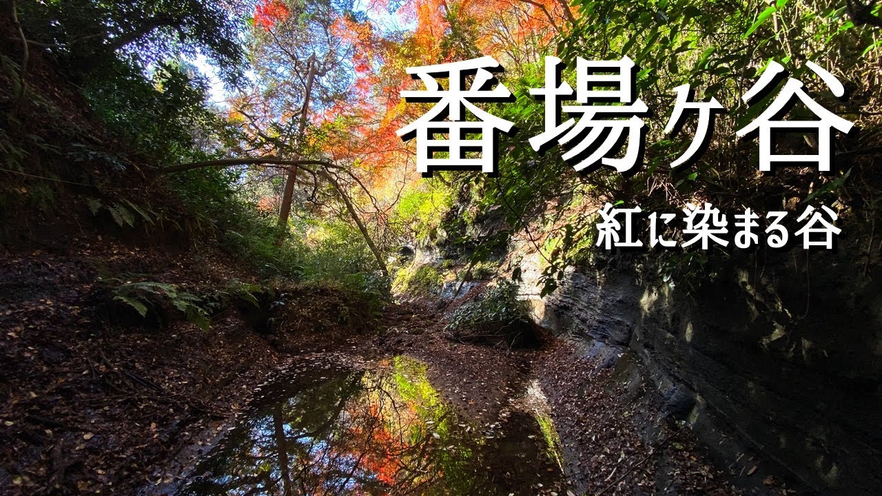 【鎌倉ハイク】番場ヶ谷ふたたび～紅に染まる谷を歩く～