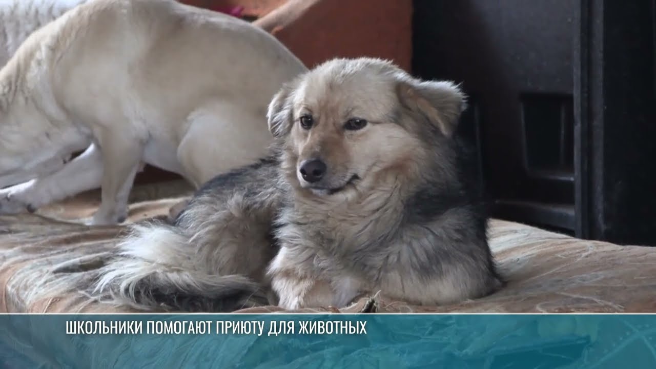 Дубоссарские школьники помогли приюту для животных