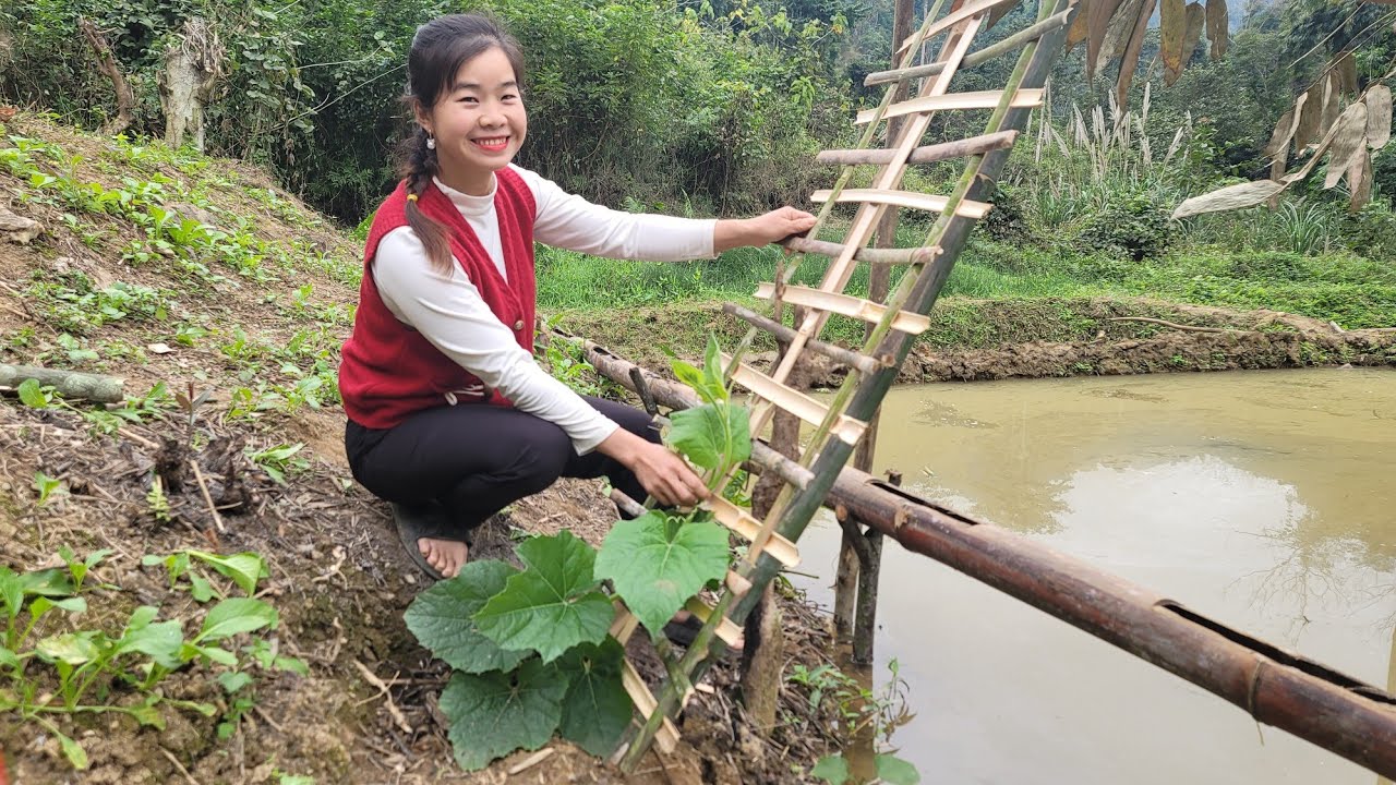 A Female CEO Builds Bamboo Trellises for Gourds and Plants Cassava Along the Pond to Raise Fish