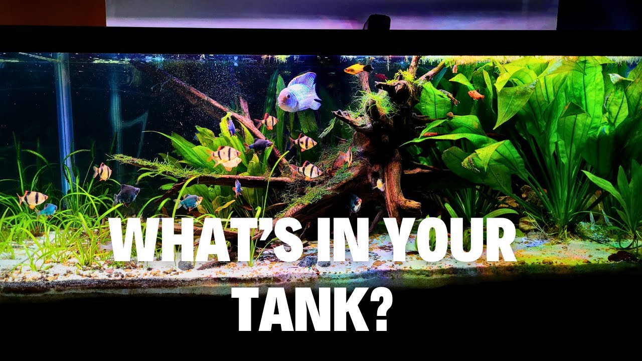 75 Gallon Stocking Ideas