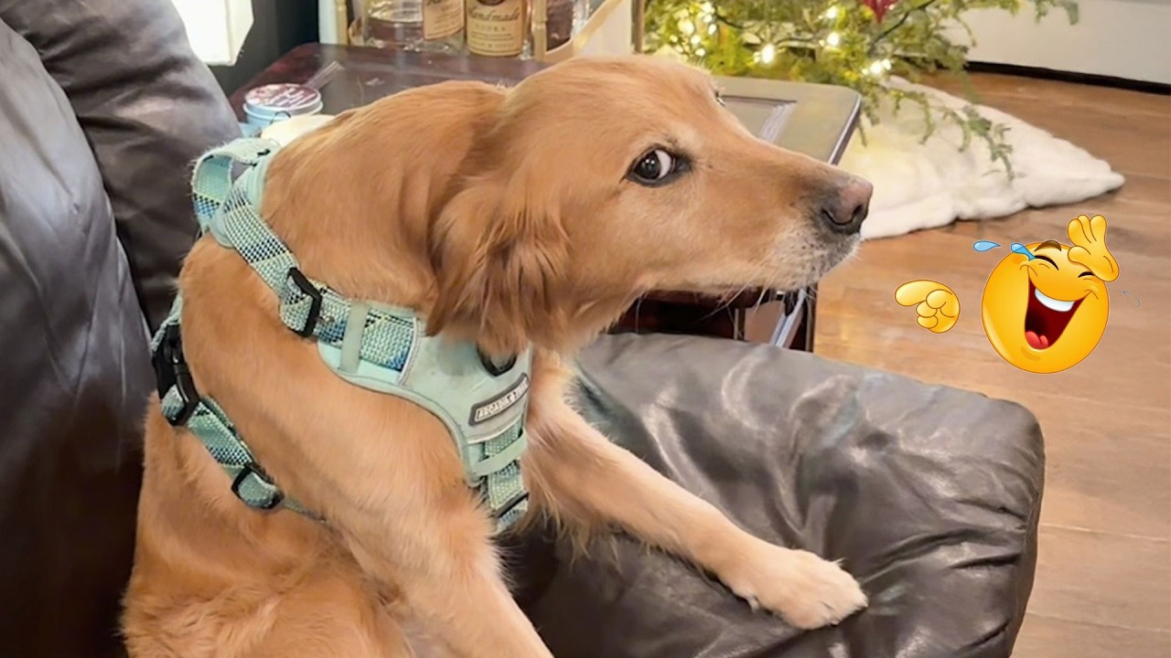 I Asked for a Dog… But Got a Full-Time Comedian Instead 😂🐶 Funniest Dog Moments Ever
