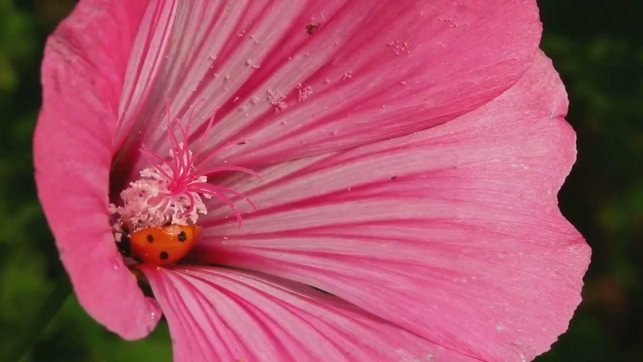Hope the Ladybug's Magical Reunion
