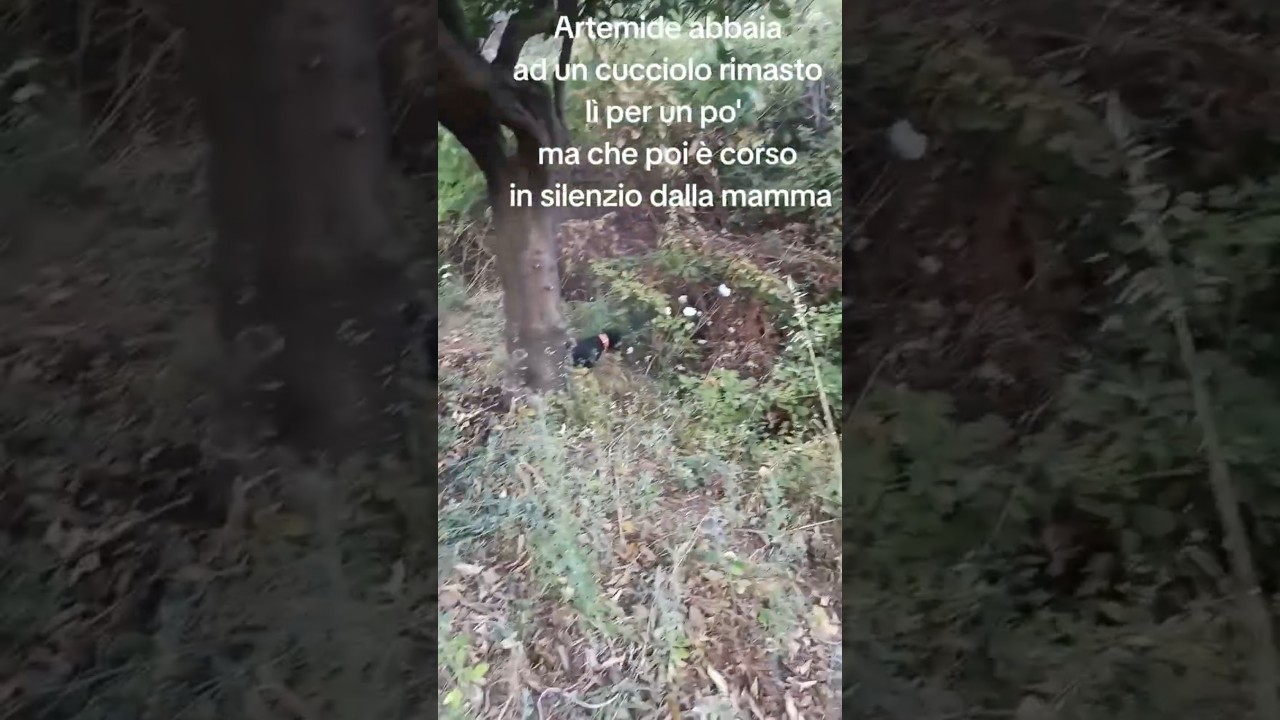 Jagdterrier attaccano branco di cinghiali #cinghiali #cinghiale #jagdterrier #cacciaalcinghiale