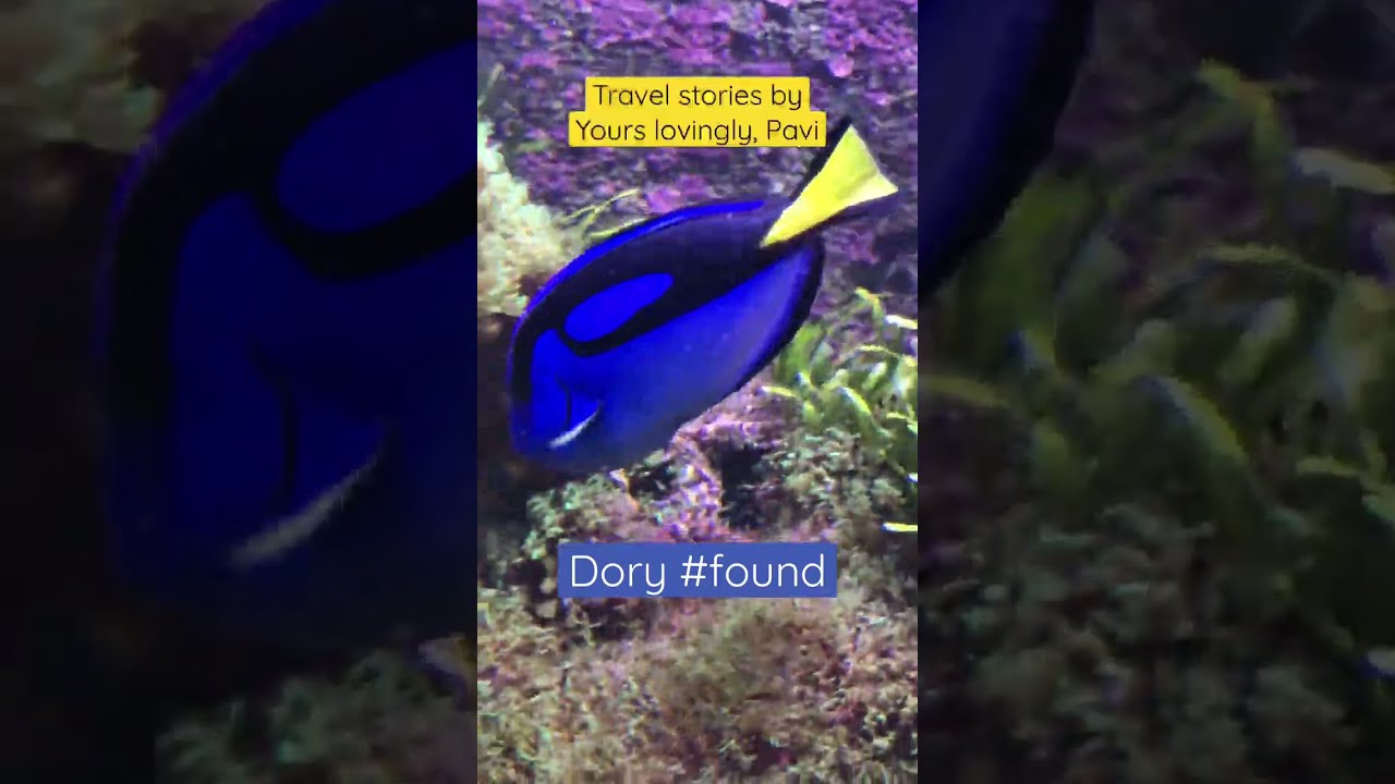 Finding the REAL Dory!