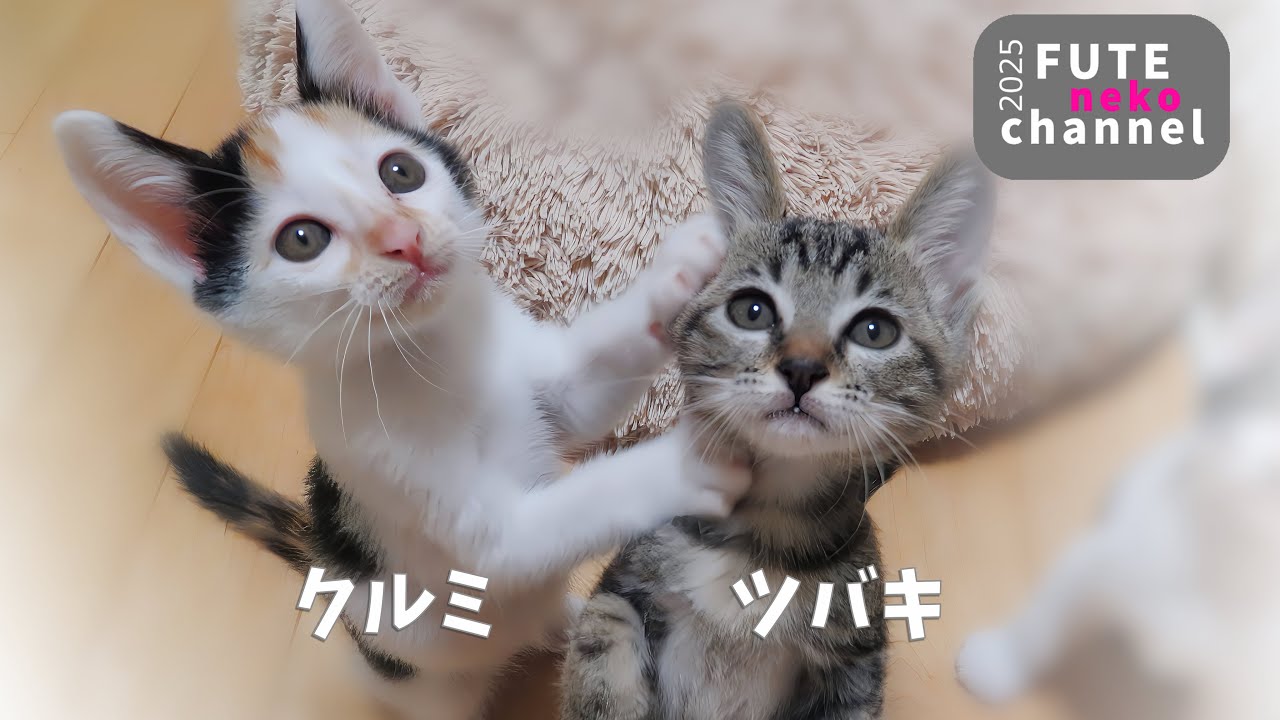 ツバキ、クルミ　卒業【保護子猫】