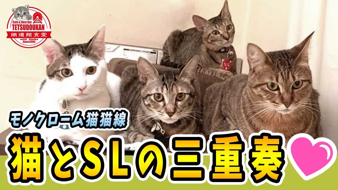 【猫とSLの三重奏】郷愁誘うノスタルジック 猫猫線💖/2021年5月21日ジオラマ食堂の保護猫家族