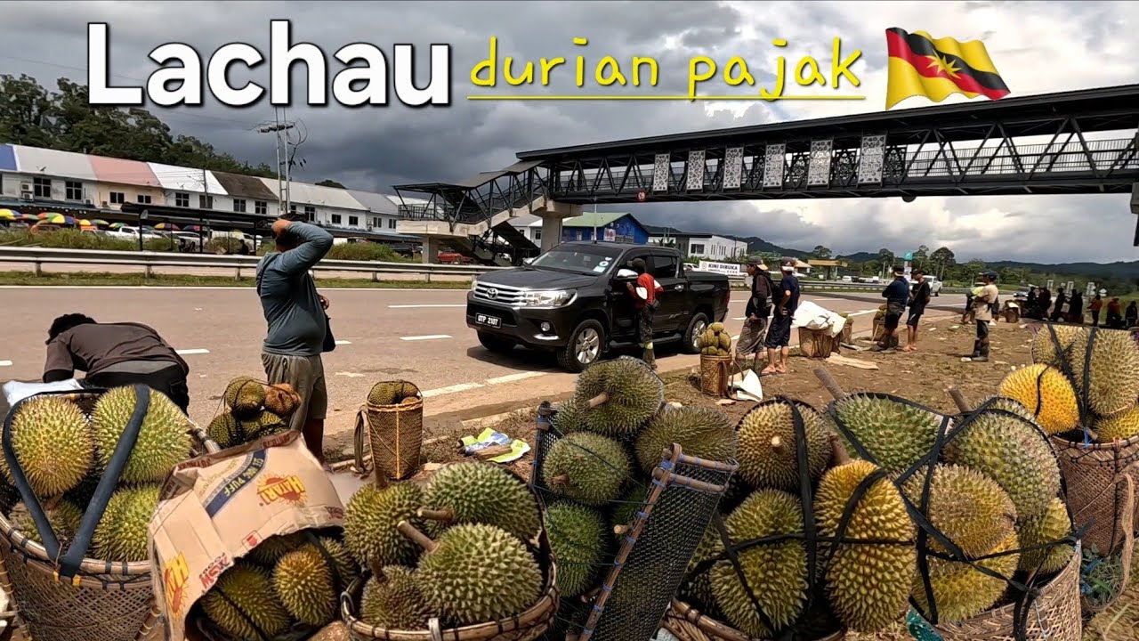 Sarawak DURIAN KALIMANTAN BORONG di Lachau Sri Aman📢Gila murah durian di Pan Borneo✌️