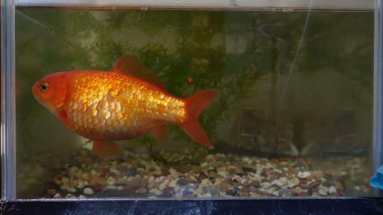 A goldfish after cleaning the aquarium window  #tenyears #goldfish