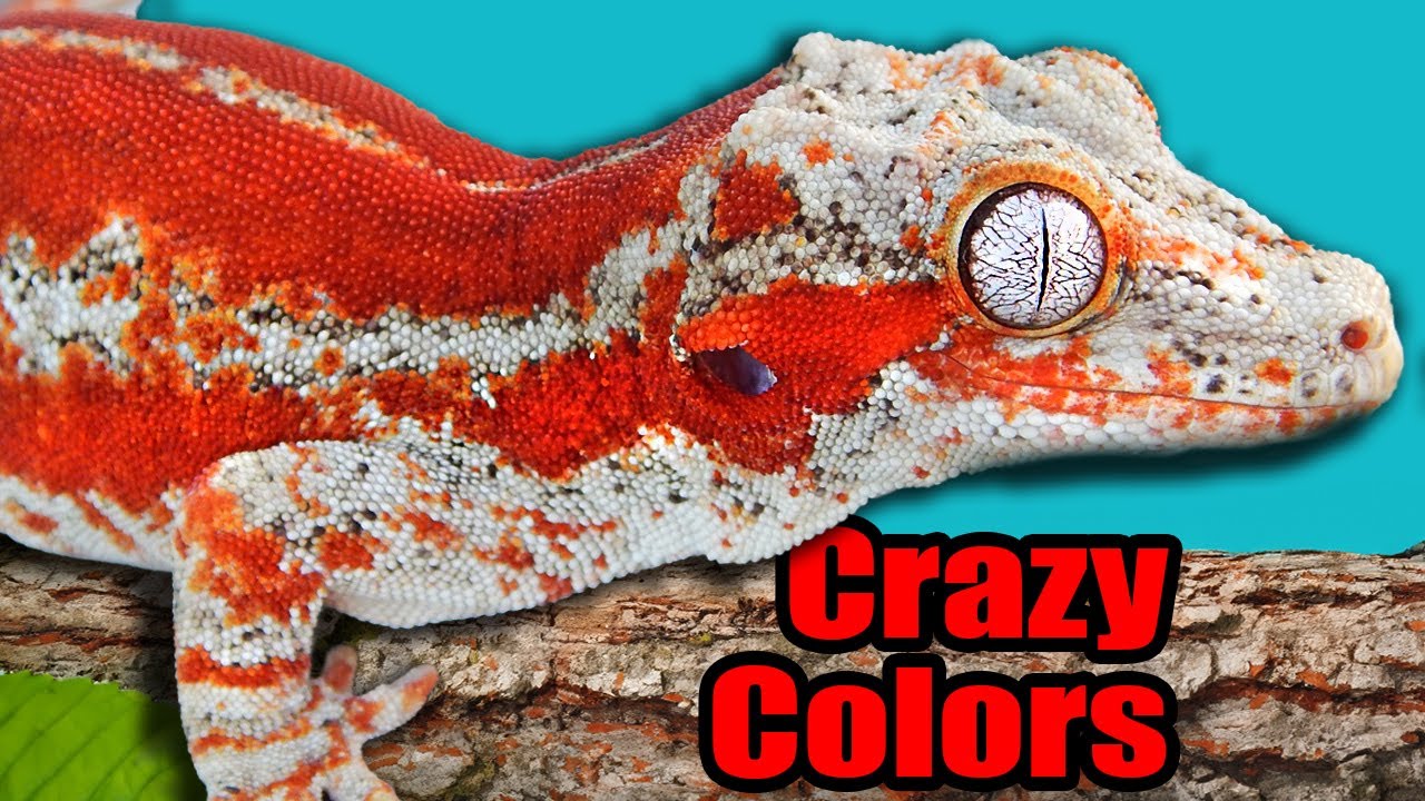 Gargoyle Collection Tour + 50 Year Old Gecko?!