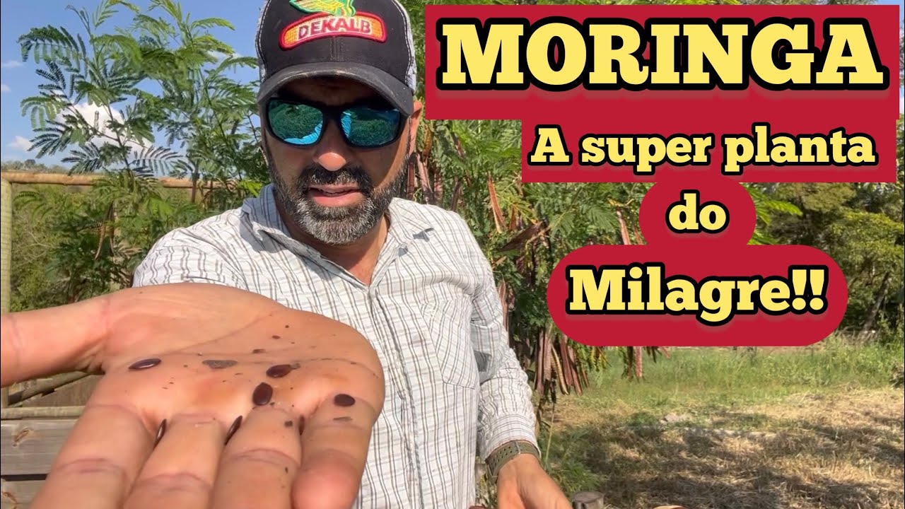 MORINGA : SERÁ ISSO TUDO MESMO ???