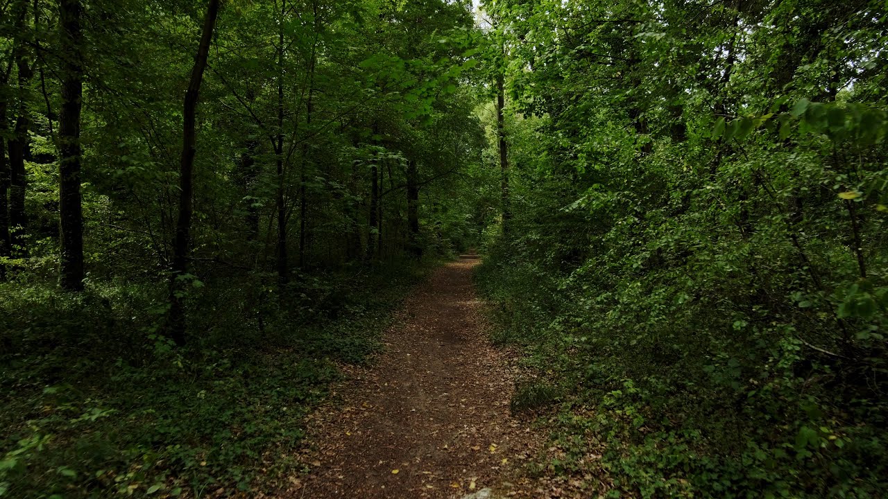 🥾 Balade en for&ecirc;t - Yvelines