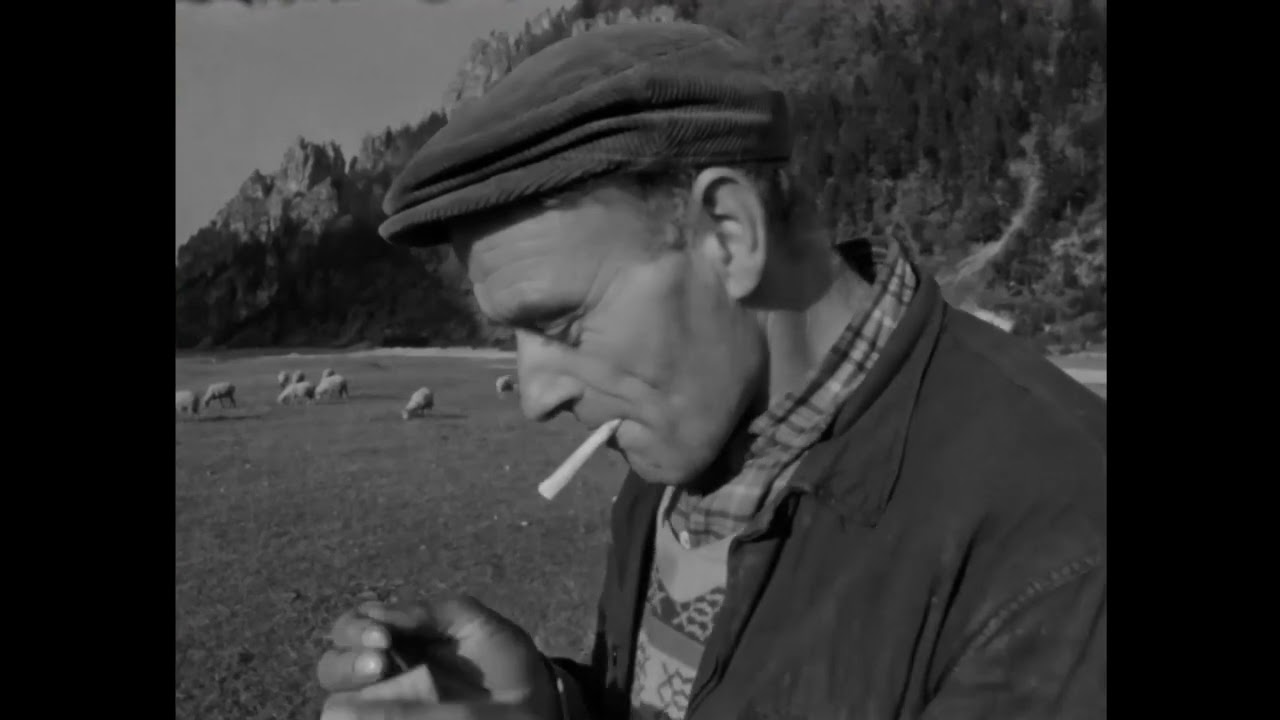 Jesenná práca - zber zemiakov (30.10.1962)     #retro #archív