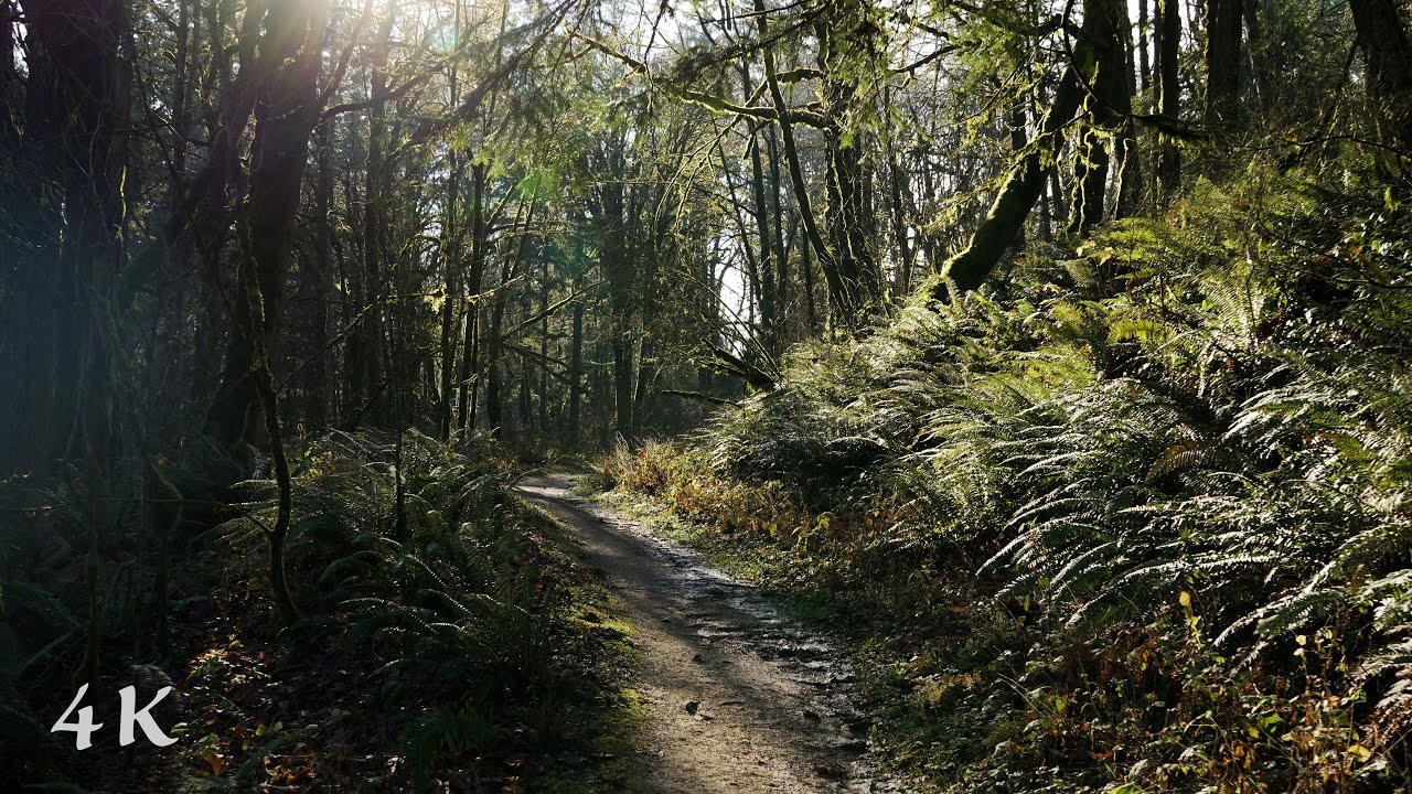 Forest Park Hike Portland Oregon | Relaxing Ambient Nature Sounds, 4k