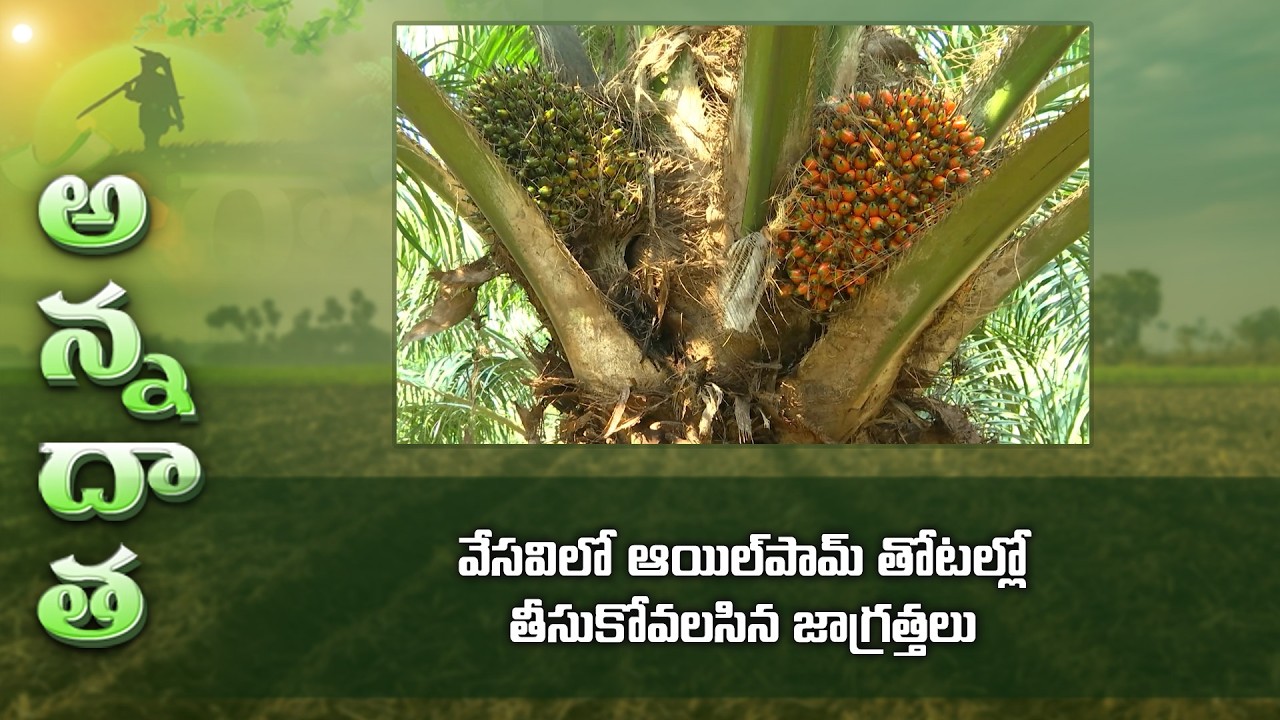 Summer Care In Oil Palm | వేసవిలో ఆయిల్‌పామ్‌ తోటల్లో తీసుకోవలసిన జాగ్రత్తలు | ETV Telugu