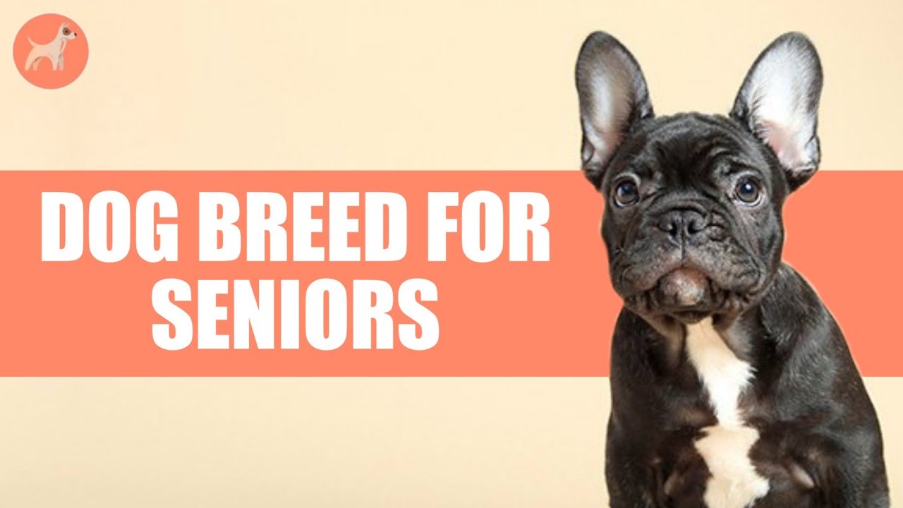 Top 10 Dog Breeds For Seniors: Find The Best Furry Buddy
