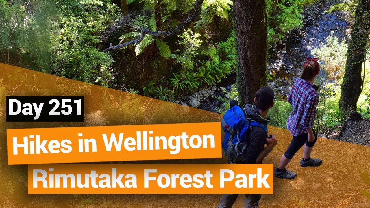 🥾 Hikes in Wellington: Rimutaka Forest Park &ndash; New Zealand's Biggest Gap Year